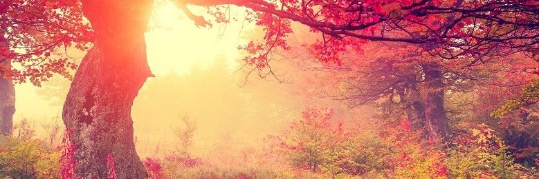 Magisk efterårsskov med sol